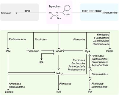 Dual Role of Indoles Derived From Intestinal Microbiota on Human Health